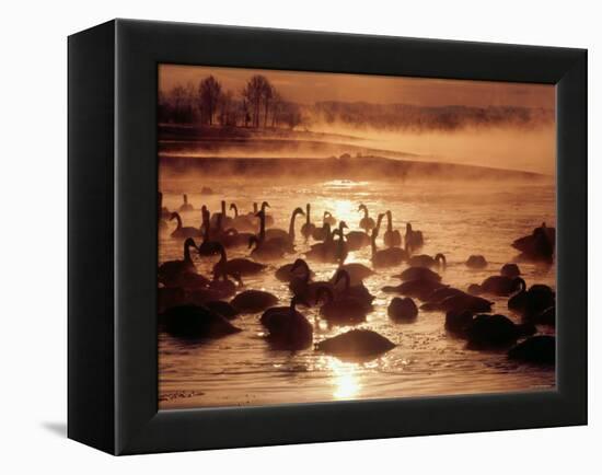 Whooper Swans, Tokachi River, Hokkaido, Japan-null-Framed Premier Image Canvas