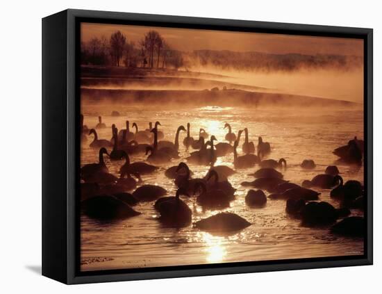 Whooper Swans, Tokachi River, Hokkaido, Japan-null-Framed Premier Image Canvas