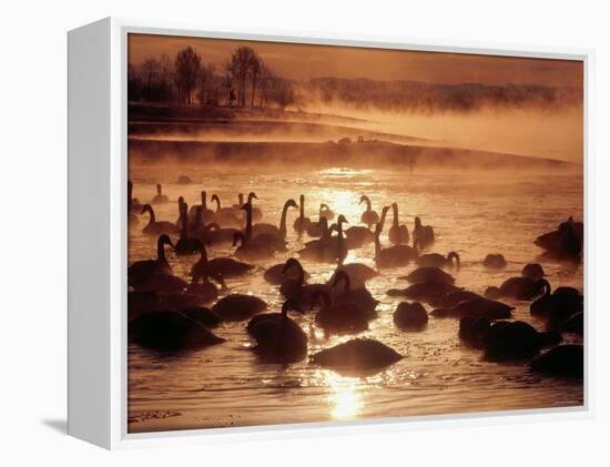 Whooper Swans, Tokachi River, Hokkaido, Japan-null-Framed Premier Image Canvas