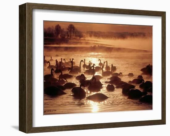 Whooper Swans, Tokachi River, Hokkaido, Japan-null-Framed Photographic Print