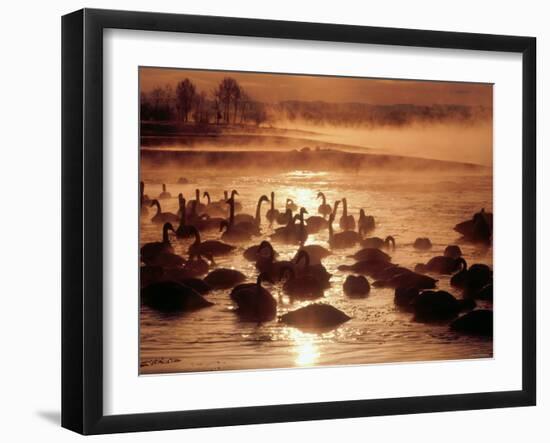 Whooper Swans, Tokachi River, Hokkaido, Japan-null-Framed Photographic Print