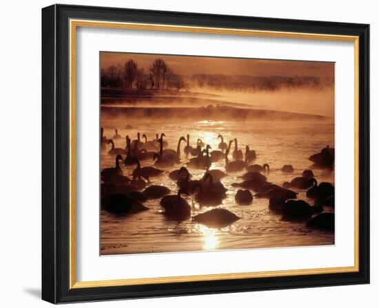 Whooper Swans, Tokachi River, Hokkaido, Japan-null-Framed Photographic Print