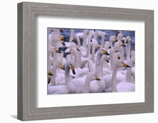 Whooper Swans-DLILLC-Framed Photographic Print