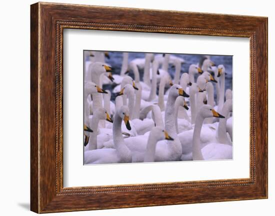 Whooper Swans-DLILLC-Framed Photographic Print