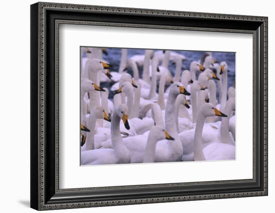 Whooper Swans-DLILLC-Framed Photographic Print