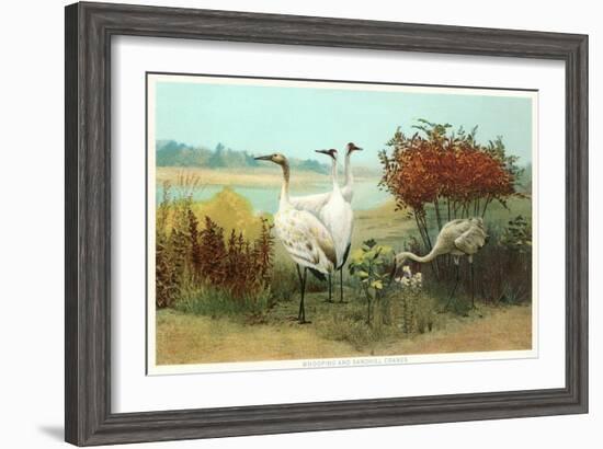 Whooping and Sandhill Cranes-null-Framed Art Print