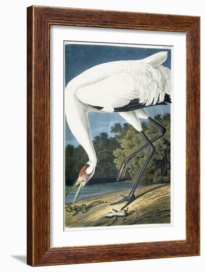 Whooping Crane, Adult Male, 1834-John James Audubon-Framed Giclee Print