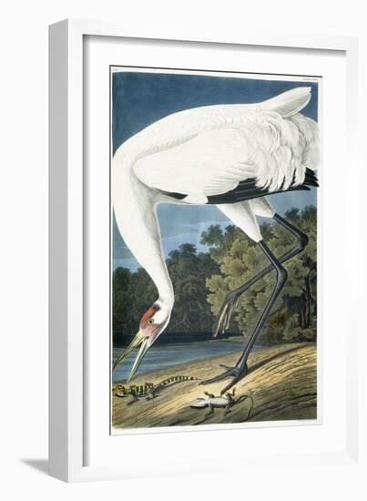 Whooping Crane, Adult Male, 1834-John James Audubon-Framed Giclee Print