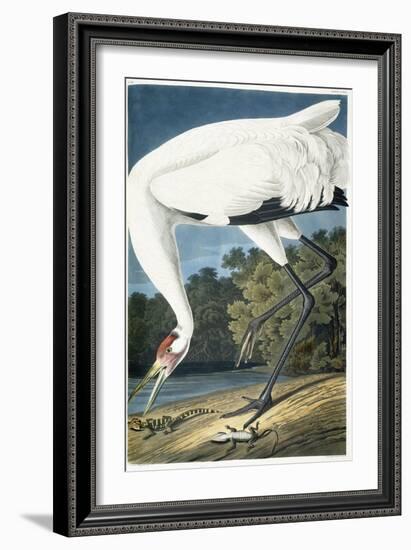 Whooping Crane, Adult Male, 1834-John James Audubon-Framed Giclee Print