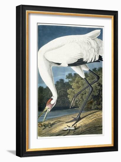 Whooping Crane, Adult Male, 1834-John James Audubon-Framed Giclee Print