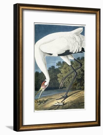 Whooping Crane, Adult Male, 1834-John James Audubon-Framed Premium Giclee Print