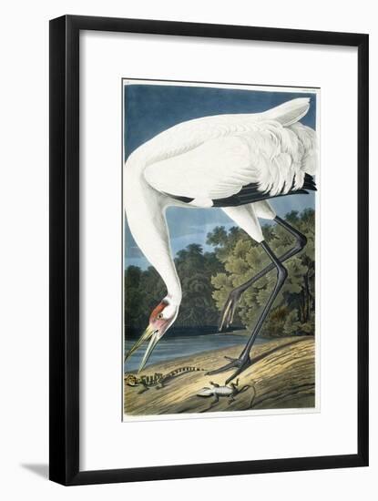 Whooping Crane, Adult Male, 1834-John James Audubon-Framed Premium Giclee Print