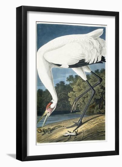 Whooping Crane, Adult Male, 1834-John James Audubon-Framed Premium Giclee Print