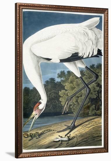 Whooping Crane, Adult Male, 1834-John James Audubon-Framed Giclee Print