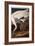 Whooping Crane, from "Birds of America"-John James Audubon-Framed Premium Giclee Print