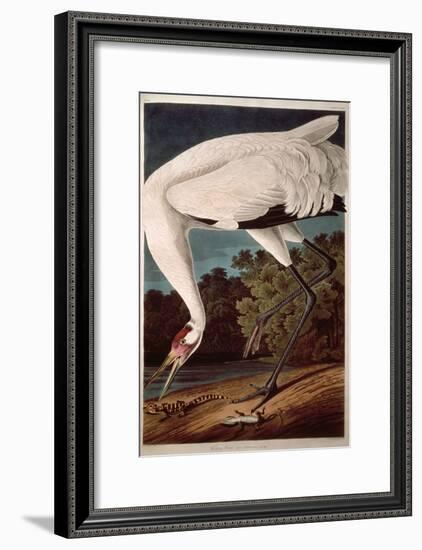 Whooping Crane, from "Birds of America"-John James Audubon-Framed Premium Giclee Print