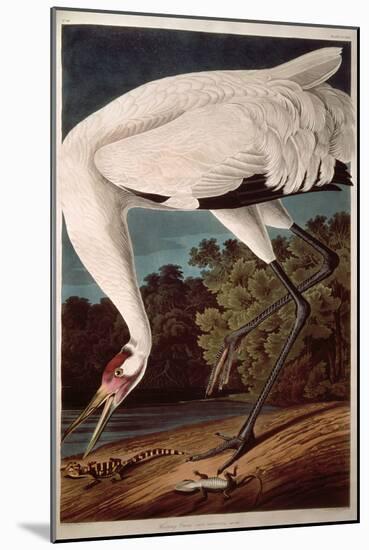 Whooping Crane, from "Birds of America"-John James Audubon-Mounted Premium Giclee Print