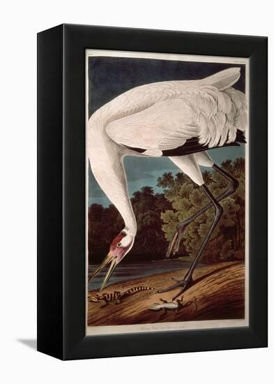 Whooping Crane, from "Birds of America"-John James Audubon-Framed Premier Image Canvas