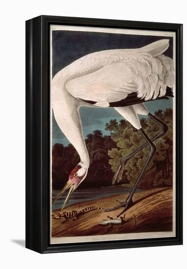 Whooping Crane, from "Birds of America"-John James Audubon-Framed Premier Image Canvas