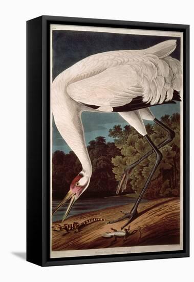 Whooping Crane, from "Birds of America"-John James Audubon-Framed Premier Image Canvas