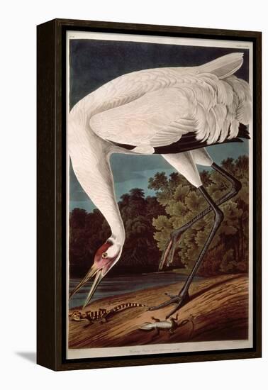Whooping Crane, from "Birds of America"-John James Audubon-Framed Premier Image Canvas