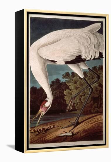 Whooping Crane, from "Birds of America"-John James Audubon-Framed Premier Image Canvas