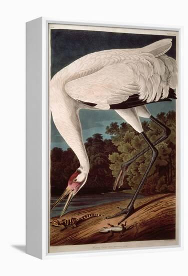 Whooping Crane, from "Birds of America"-John James Audubon-Framed Premier Image Canvas