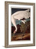 Whooping Crane, from "Birds of America"-John James Audubon-Framed Giclee Print