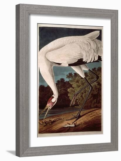 Whooping Crane, from "Birds of America"-John James Audubon-Framed Giclee Print