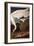 Whooping Crane, from "Birds of America"-John James Audubon-Framed Giclee Print