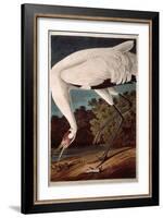 Whooping Crane, from "Birds of America"-John James Audubon-Framed Giclee Print