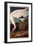 Whooping Crane, from "Birds of America"-John James Audubon-Framed Giclee Print