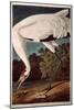 Whooping Crane, from "Birds of America"-John James Audubon-Mounted Giclee Print