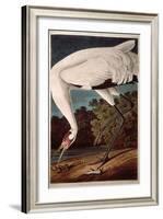 Whooping Crane, from "Birds of America"-John James Audubon-Framed Giclee Print