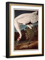 Whooping Crane, from "Birds of America"-John James Audubon-Framed Giclee Print