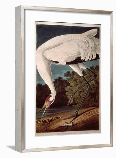 Whooping Crane, from "Birds of America"-John James Audubon-Framed Premium Giclee Print