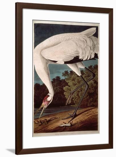 Whooping Crane, from "Birds of America"-John James Audubon-Framed Premium Giclee Print