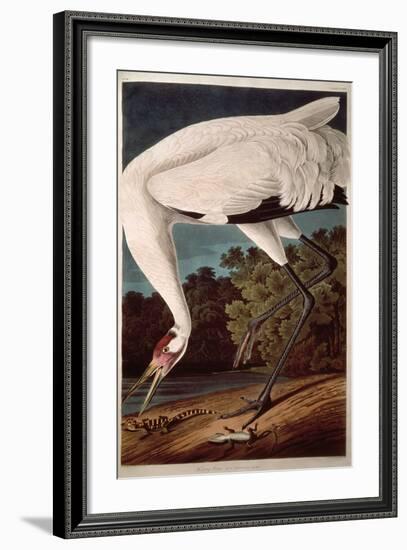 Whooping Crane, from "Birds of America"-John James Audubon-Framed Giclee Print