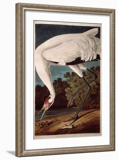 Whooping Crane, from "Birds of America"-John James Audubon-Framed Giclee Print