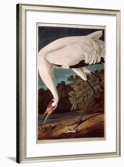 Whooping Crane, from "Birds of America"-John James Audubon-Framed Giclee Print