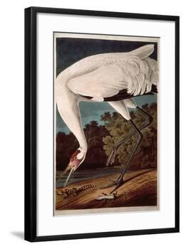 Whooping Crane, from "Birds of America"-John James Audubon-Framed Giclee Print