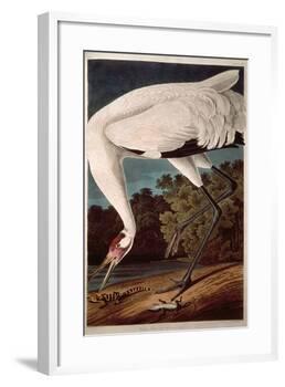 Whooping Crane, from "Birds of America"-John James Audubon-Framed Giclee Print