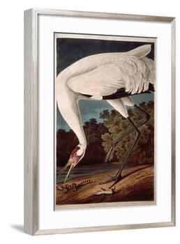 Whooping Crane, from "Birds of America"-John James Audubon-Framed Giclee Print