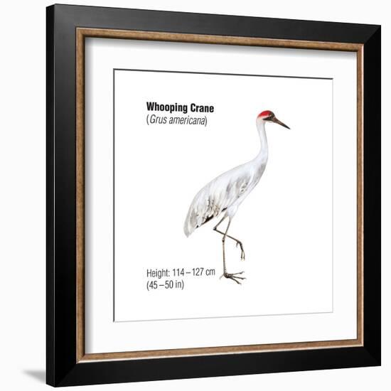 Whooping Crane (Grus Americana), Birds-Encyclopaedia Britannica-Framed Art Print