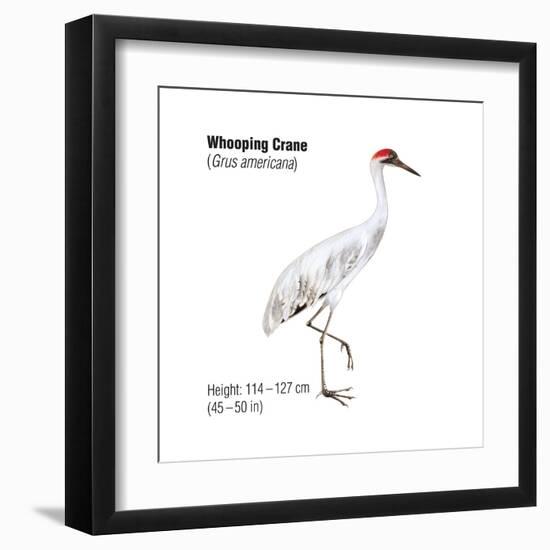 Whooping Crane (Grus Americana), Birds-Encyclopaedia Britannica-Framed Art Print