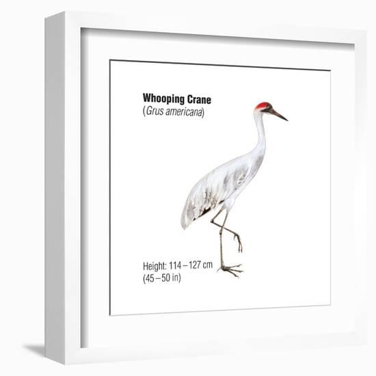 Whooping Crane (Grus Americana), Birds-Encyclopaedia Britannica-Framed Art Print