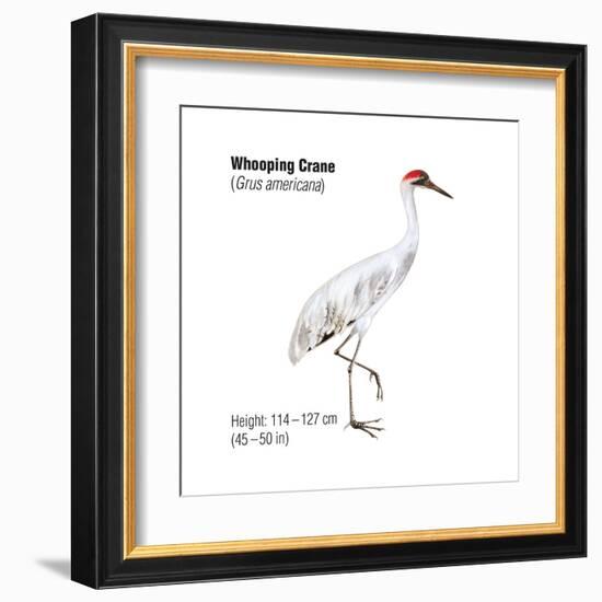 Whooping Crane (Grus Americana), Birds-Encyclopaedia Britannica-Framed Art Print