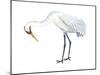 Whooping Crane (Grus Americana), Birds-Encyclopaedia Britannica-Mounted Art Print