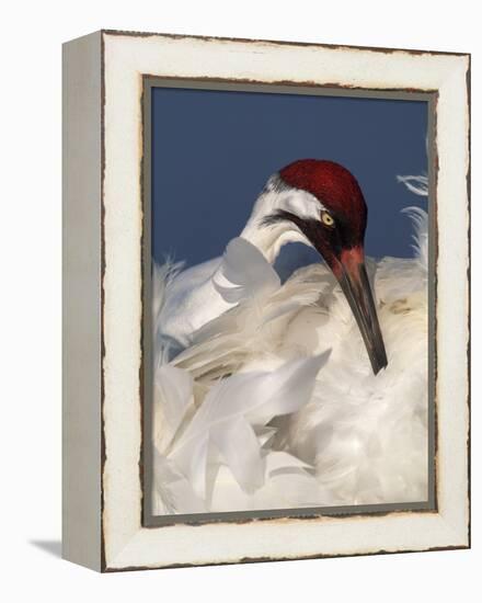 Whooping Crane Preens Feathers in Early Morning Light, Lake Kissimmee, Florida, USA-Arthur Morris-Framed Premier Image Canvas