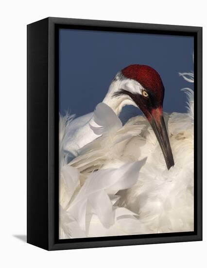 Whooping Crane Preens Feathers in Early Morning Light, Lake Kissimmee, Florida, USA-Arthur Morris-Framed Premier Image Canvas